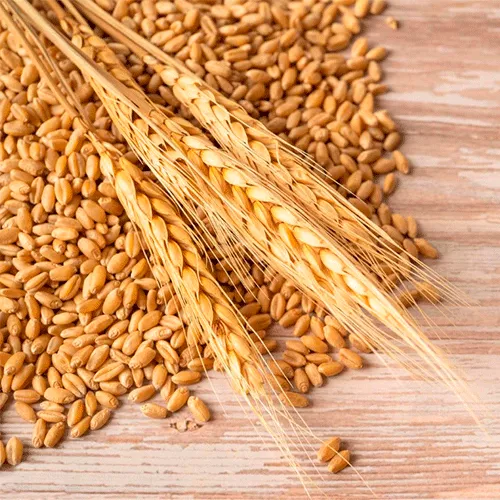 Влагомер зерна – прибор для измерения влажности зерна